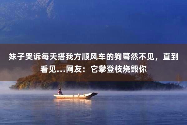 妹子哭诉每天搭我方顺风车的狗蓦然不见，直到看见…网友：它攀登枝烧毁你